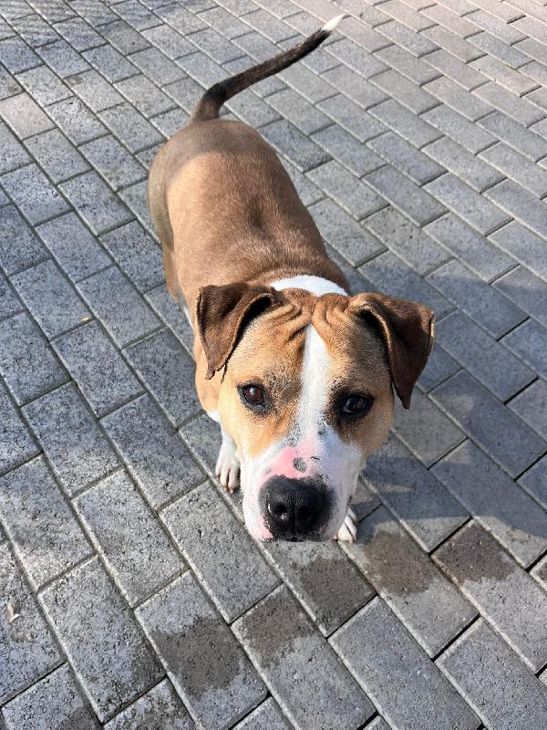 MAYA BELLISSIMA AMSTAFF Foto 3